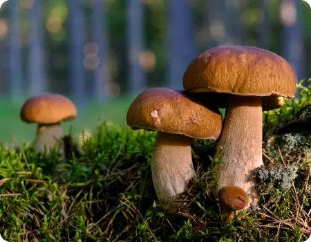 Picture of mushrooms