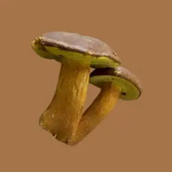 Bay bolete