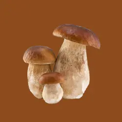 Boletus