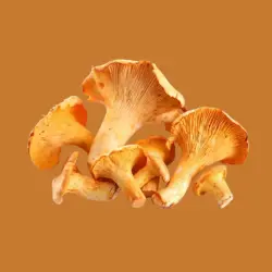 Chanterelles