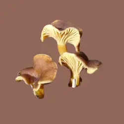 Trumpet chanterelle